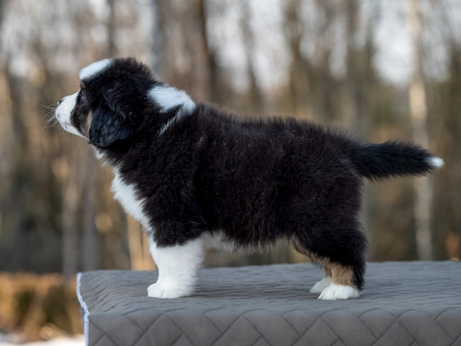 Perros Pastor Australiano en venta