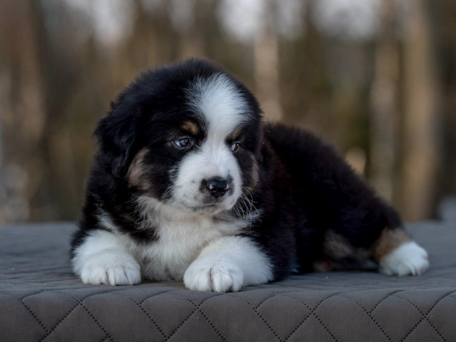 Perros Pastor Australiano en venta