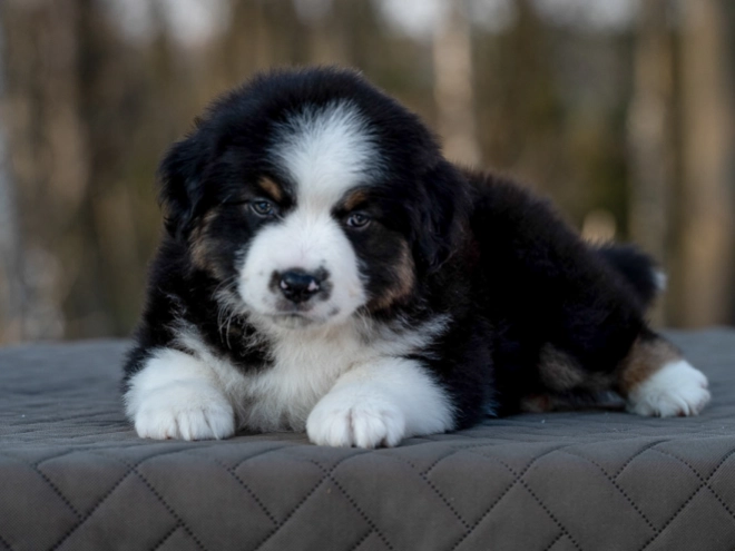 Perros Pastor Australiano en venta