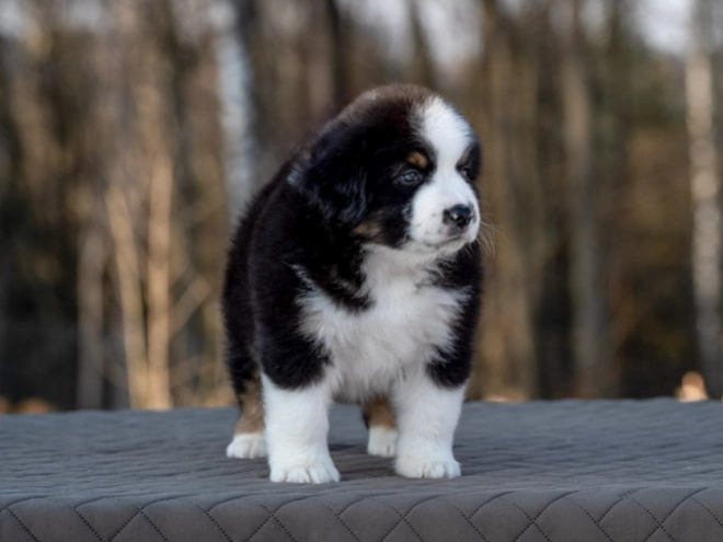 Perros Pastor Australiano en venta
