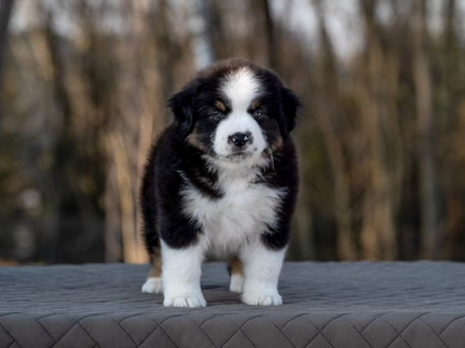Perros Pastor Australiano en venta