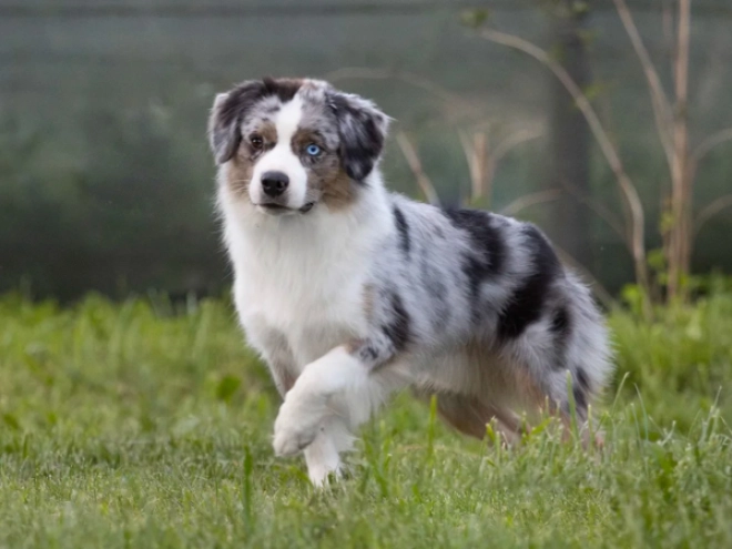 Perros Pastor Australiano en venta