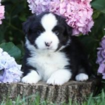 Stryker – Miniature American Shepherd, black tricolor Australian Shepherd for sale