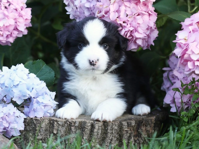 Australian Shepherd puppy for sale