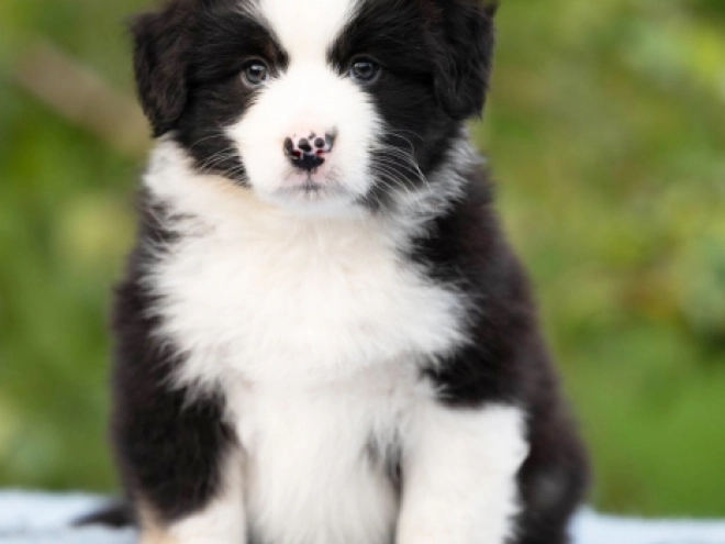 Australian Shepherd puppy for sale