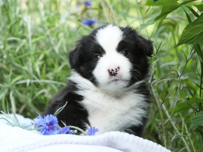 Australian Shepherd puppy for sale
