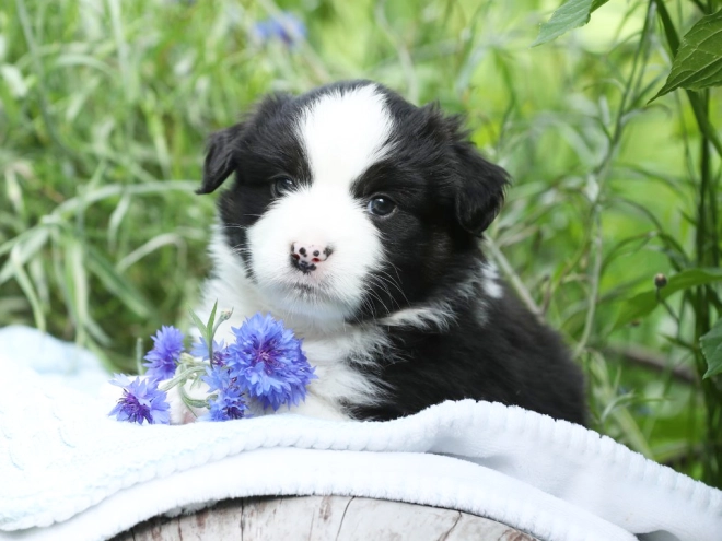 Australian Shepherd puppy for sale