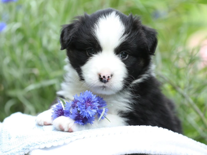 Australian Shepherd puppy for sale