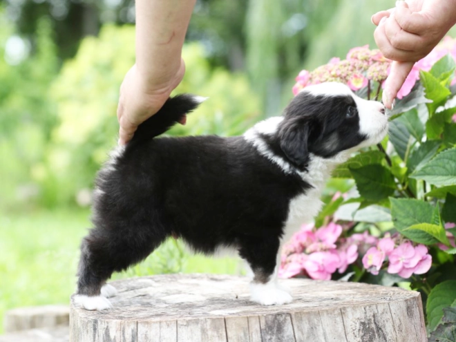 Australian Shepherd puppy for sale