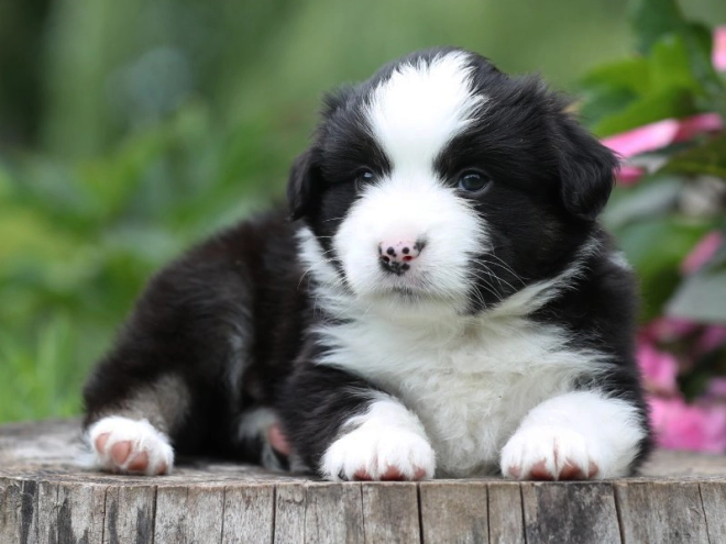 Australian Shepherd puppy for sale