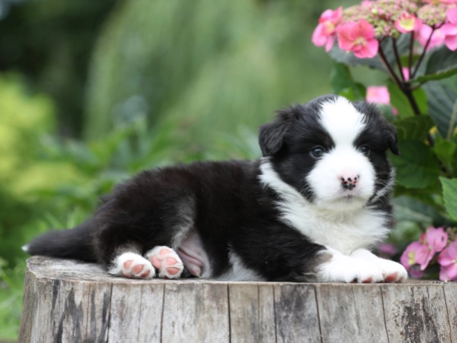 Australian Shepherd puppy for sale