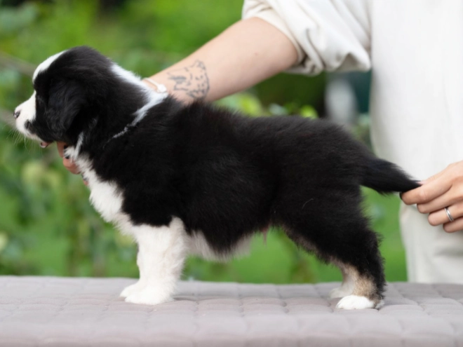 Australian Shepherd puppy for sale