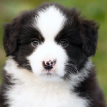 Stryker – Miniature American Shepherd, black tricolor Australian Shepherd for sale