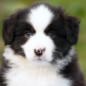 Australian Shepherd puppy for sale
