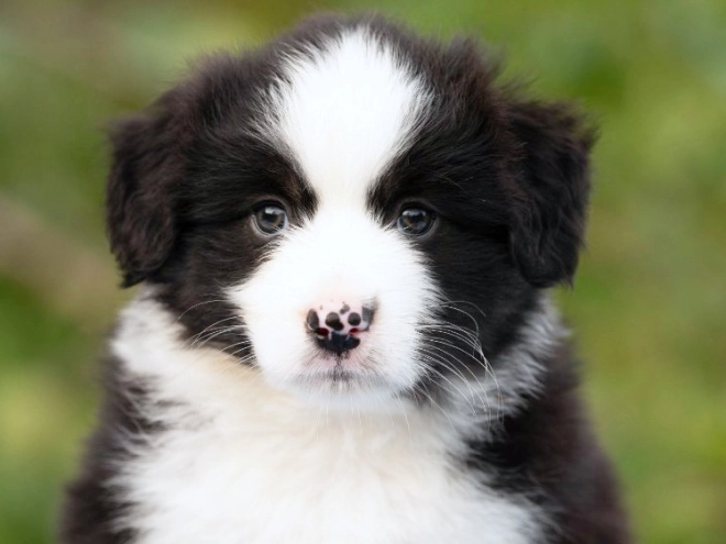 Australian Shepherd puppy for sale