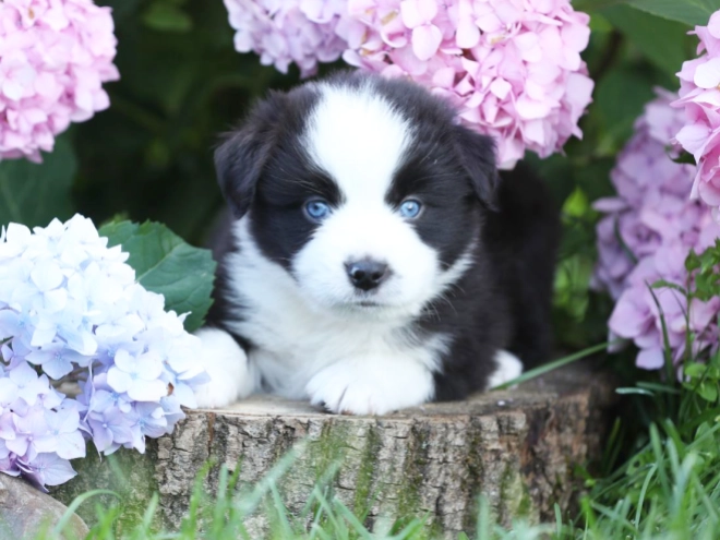 Australian Shepherd puppy for sale