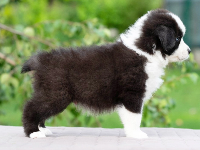 Perros Pastor Australiano en venta