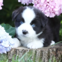 Talon – Miniature American Shepherd, black and white Australian Shepherd for sale