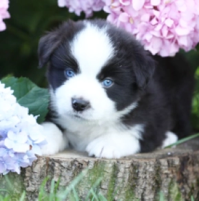 Australian Shepherd puppy for sale