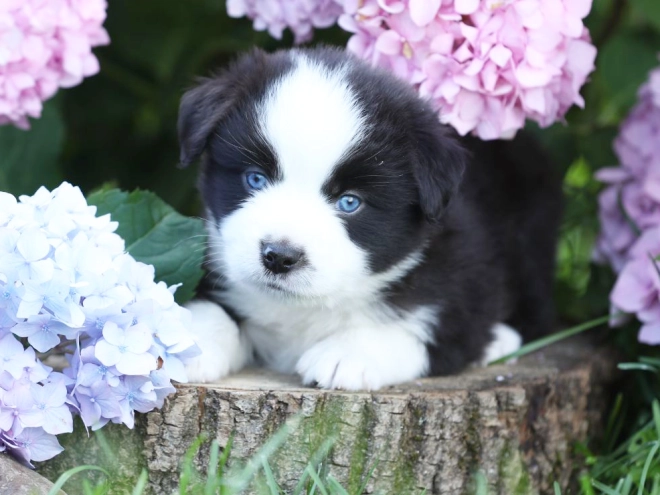 Australian Shepherd puppy for sale