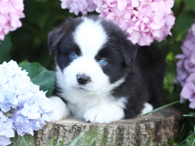 Australian Shepherd puppy for sale