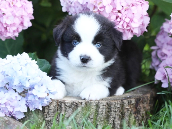 Australian Shepherd puppy for sale
