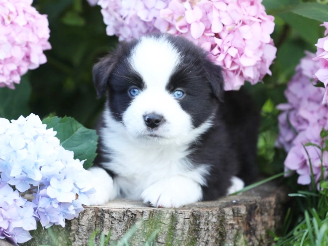 Australian Shepherd puppy for sale