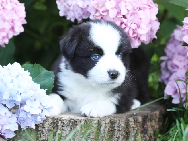 Australian Shepherd puppy for sale