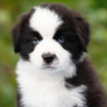 Talon – Miniature American Shepherd, black and white Australian Shepherd for sale
