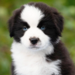 Australian Shepherd puppy for sale
