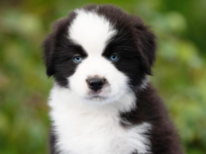 Perros Pastor Australiano en venta