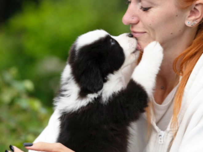 Perros Pastor Australiano en venta