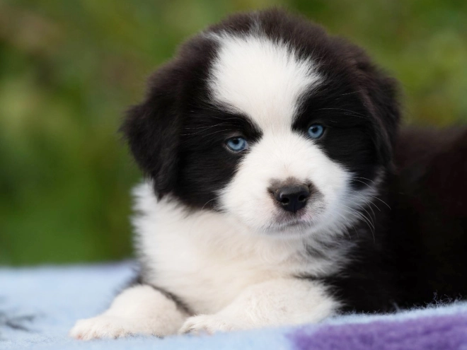 Perros Pastor Australiano en venta