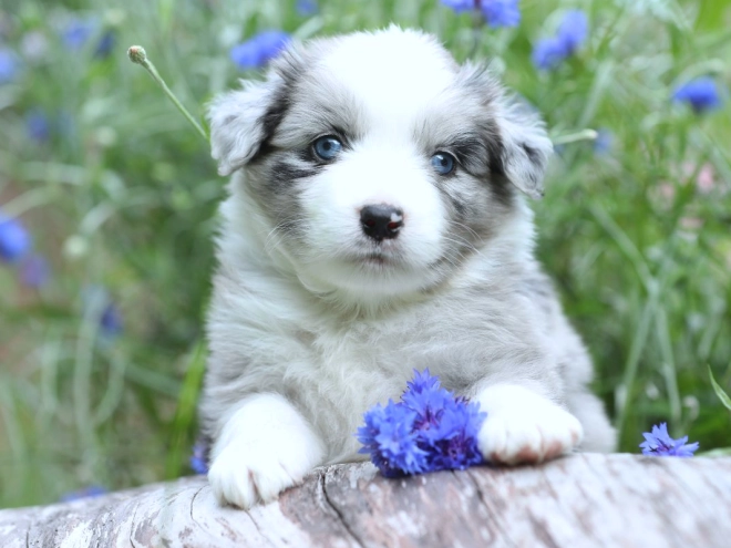 Australian Shepherd puppy for sale