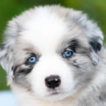 Steele – Miniature American Shepherd, merle Australian Shepherd for sale