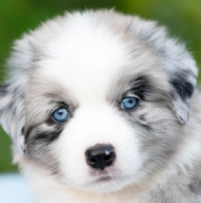 Perros Pastor Australiano en venta