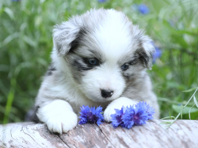 Australian Shepherd puppy for sale