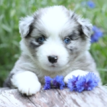 Steele – Miniature American Shepherd, merle Australian Shepherd for sale