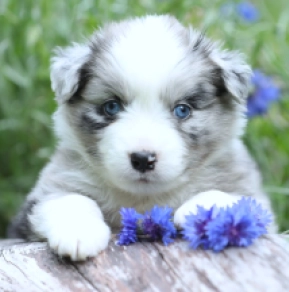 Australian Shepherd puppy for sale