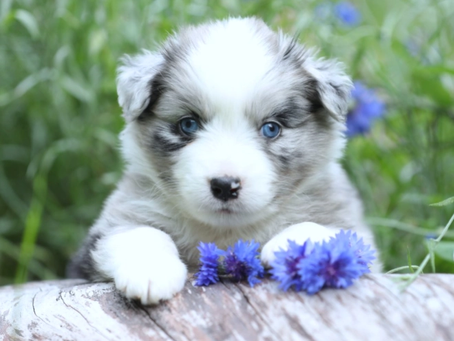 Australian Shepherd puppy for sale