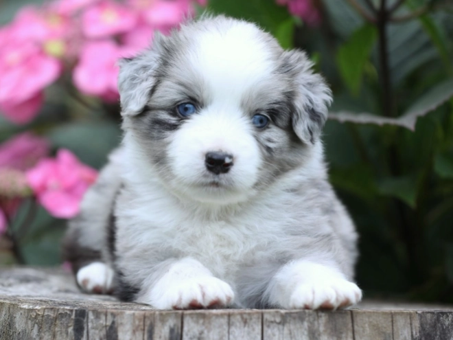 Australian Shepherd puppy for sale