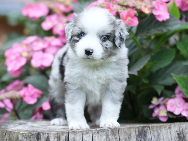 Australian Shepherd puppy for sale