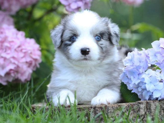 Australian Shepherd puppy for sale