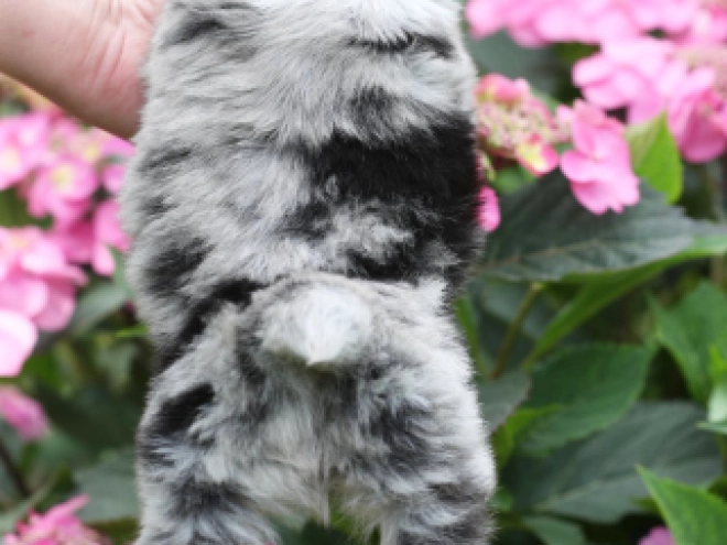 Australian Shepherd puppy for sale