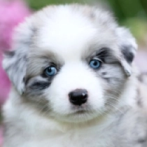 Steele – Miniature American Shepherd, merle Australian Shepherd for sale