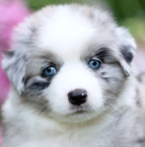 Australian Shepherd puppy for sale