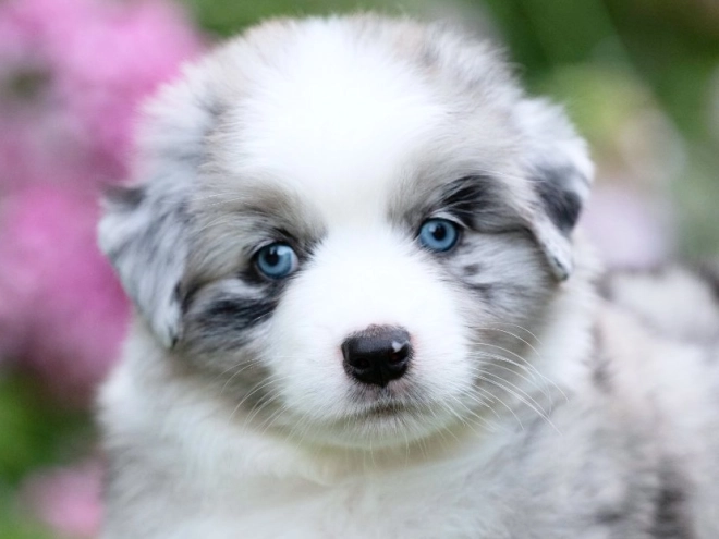 Australian Shepherd puppy for sale
