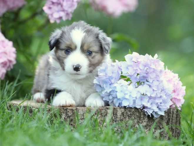Australian Shepherd puppy for sale