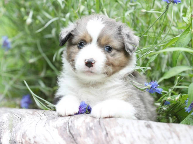Australian Shepherd puppy for sale