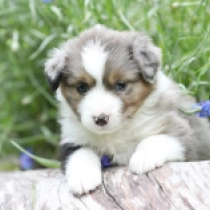Rock’n Roller – Miniature American Shepherd, merle Australian Shepherd for sale